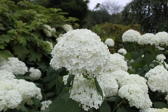 白いアジサイ。
